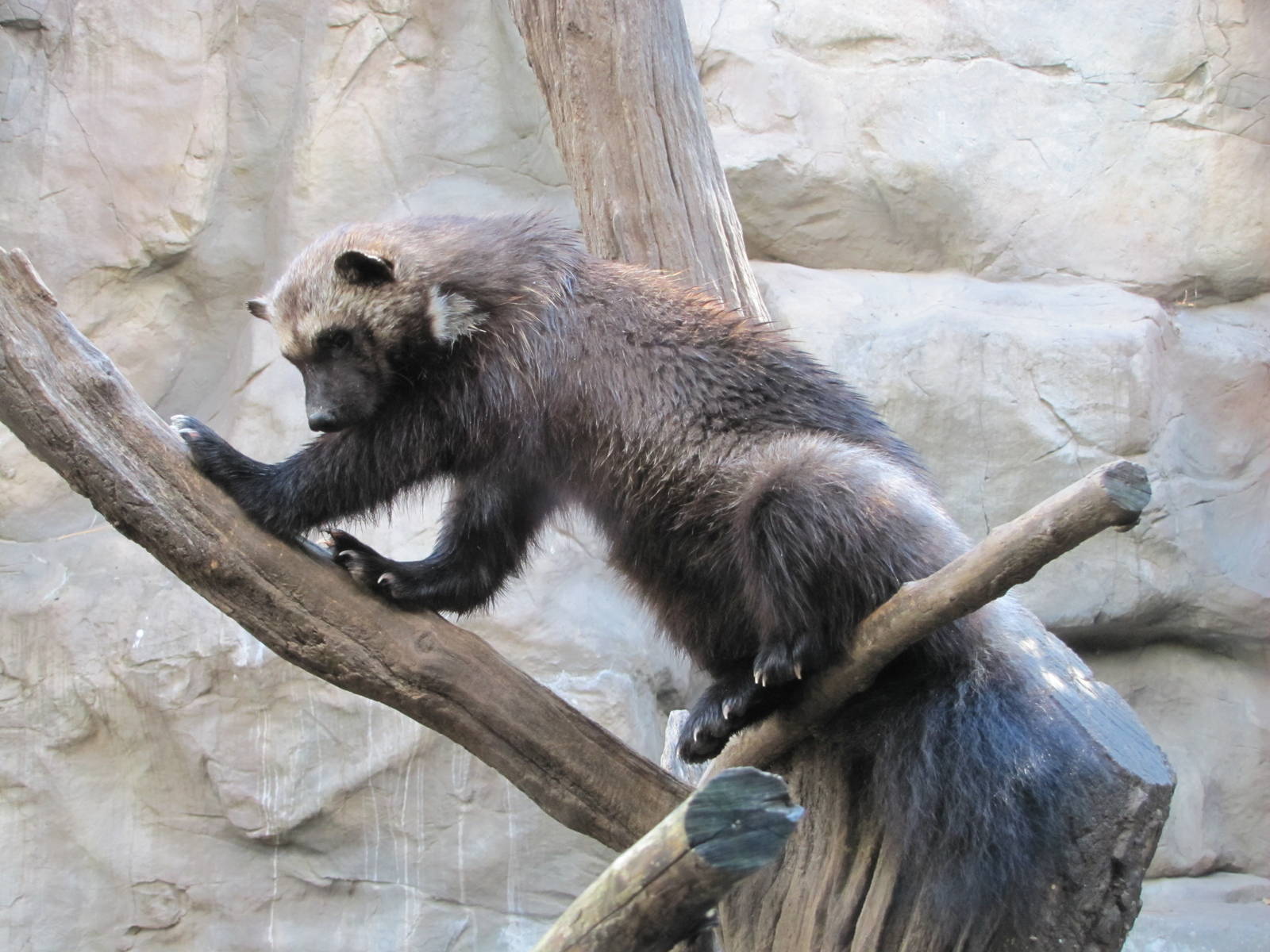 Minnesota Zoo 2010 - Wolverine in Minnesota Trail