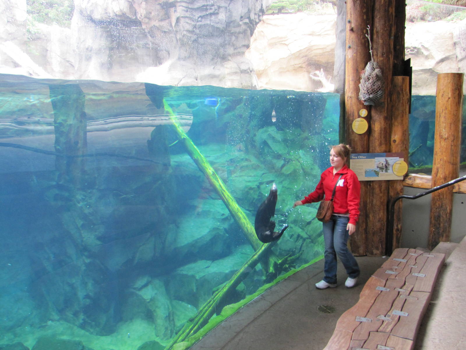 Minnesota Zoo 2010 - Wonderful Sea Otter experience in Grizzly Coast