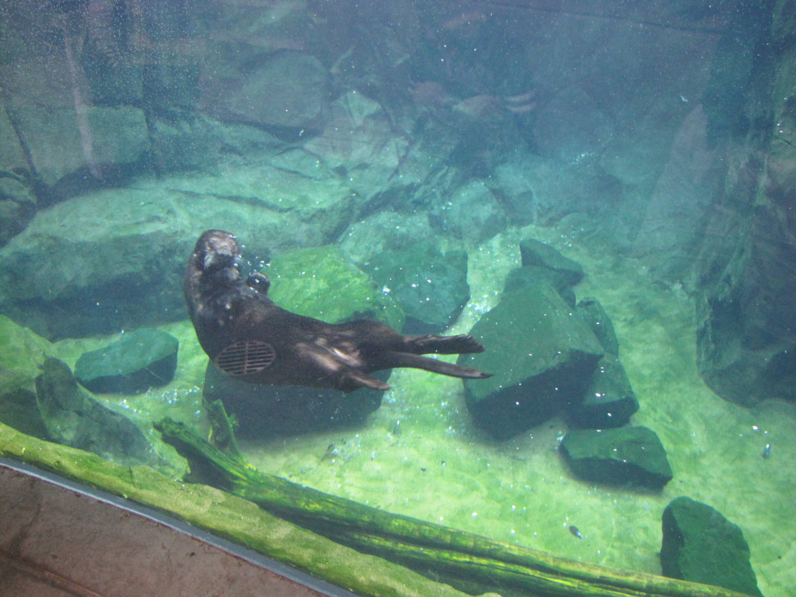 Minnesota Zoo 2010 - Wonderful Sea Otter experience in Grizzly Coast