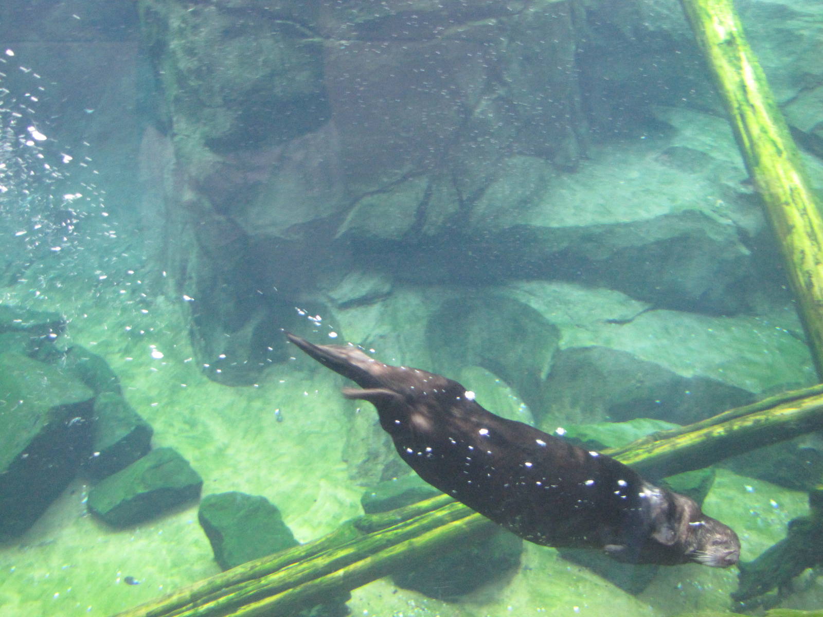 Minnesota Zoo 2010 - Wonderful Sea Otter experience in Grizzly Coast