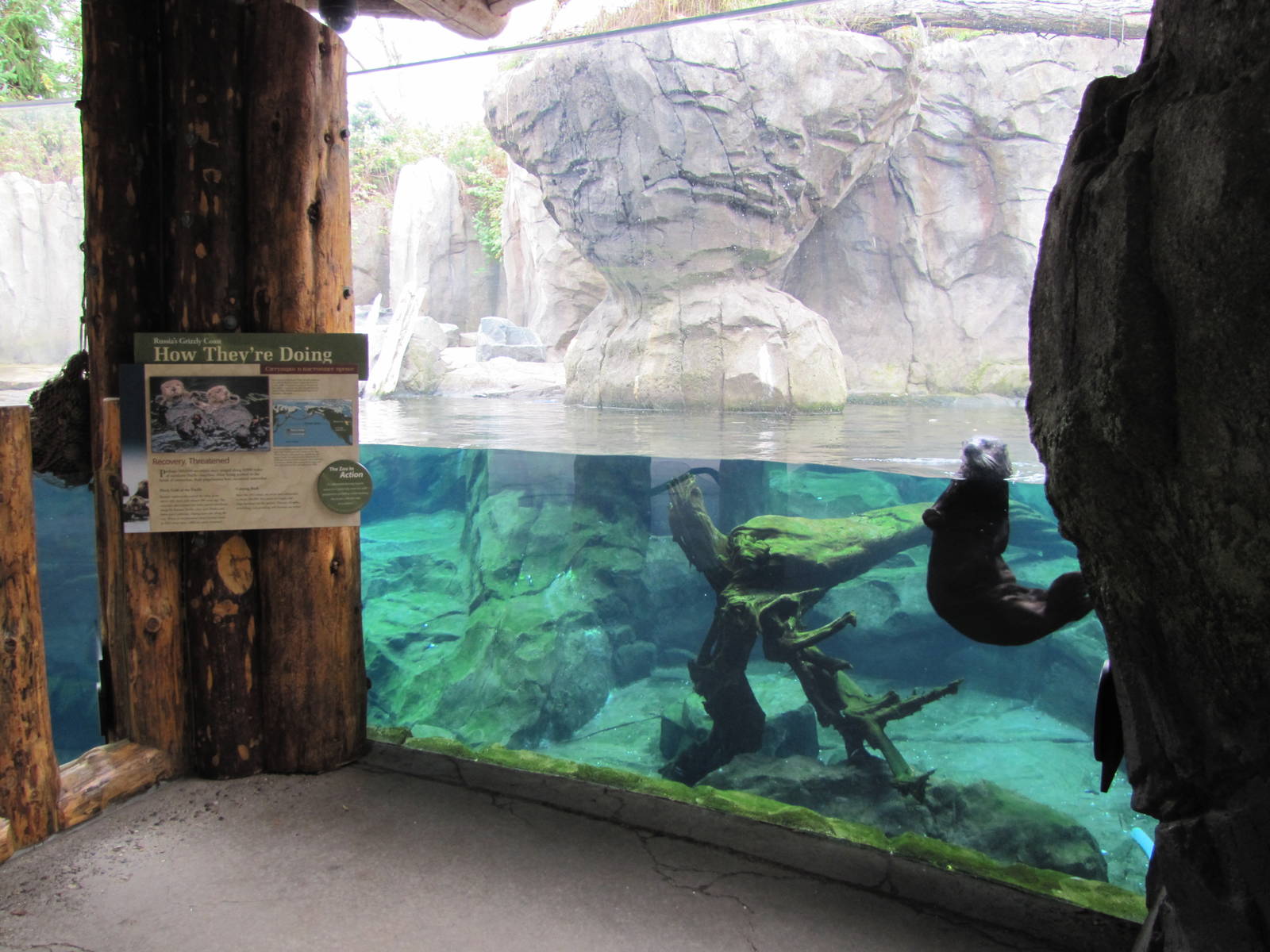 Minnesota Zoo 2010 - Wonderful Sea Otter experience in Grizzly Coast