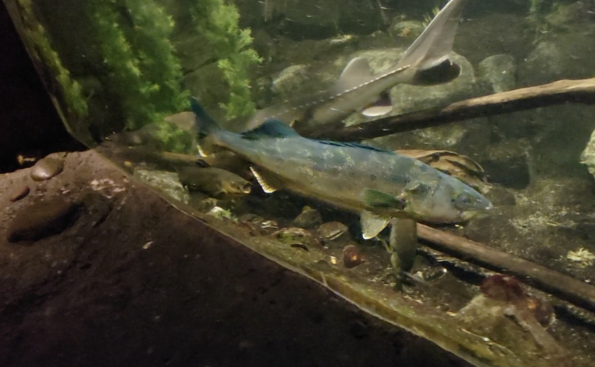 Minnesota Zoo - Minnesota Trail Fish ID Help