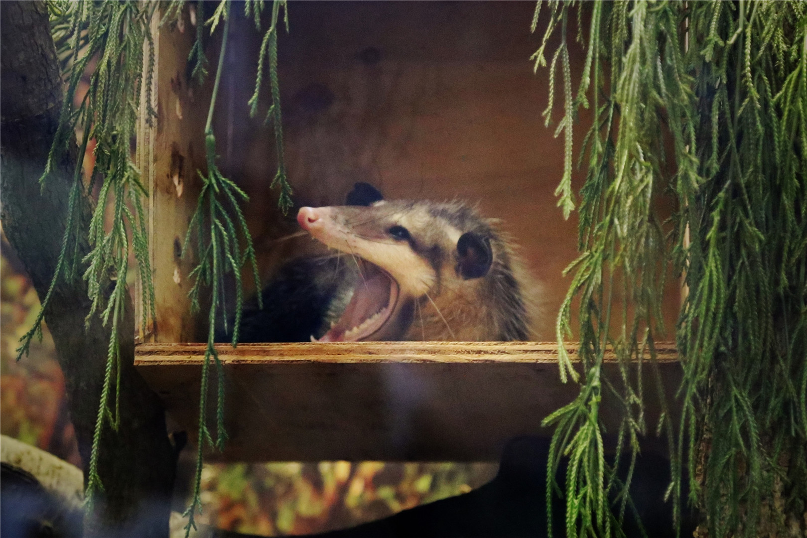 Minnie the Common Opossum