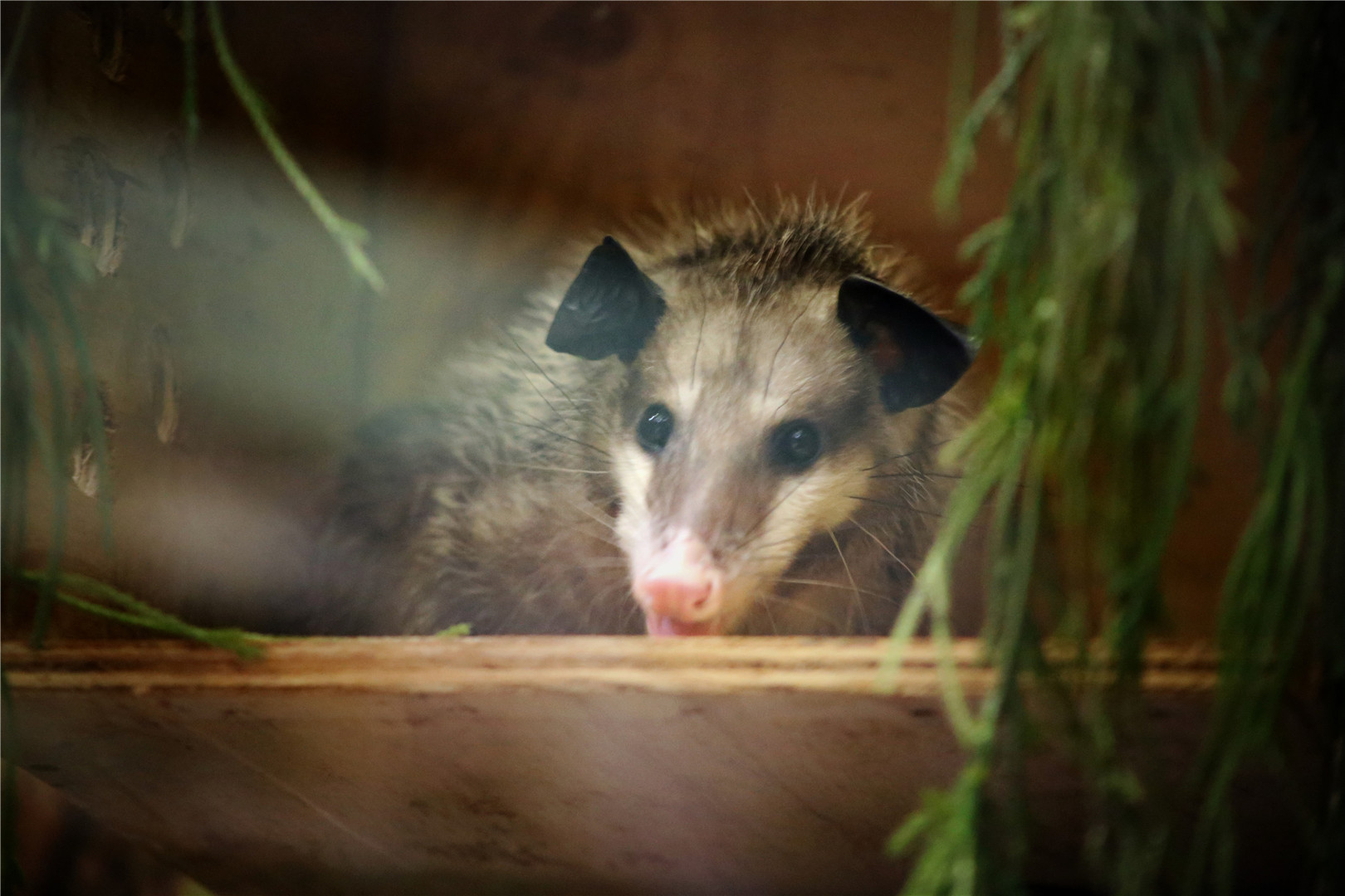 Minnie the Common Opossum