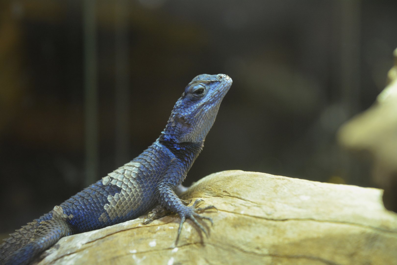 Minor lizard (Sceloporus minor)
