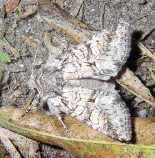 Minor Shoulder-knot (Brachylomia viminalis)