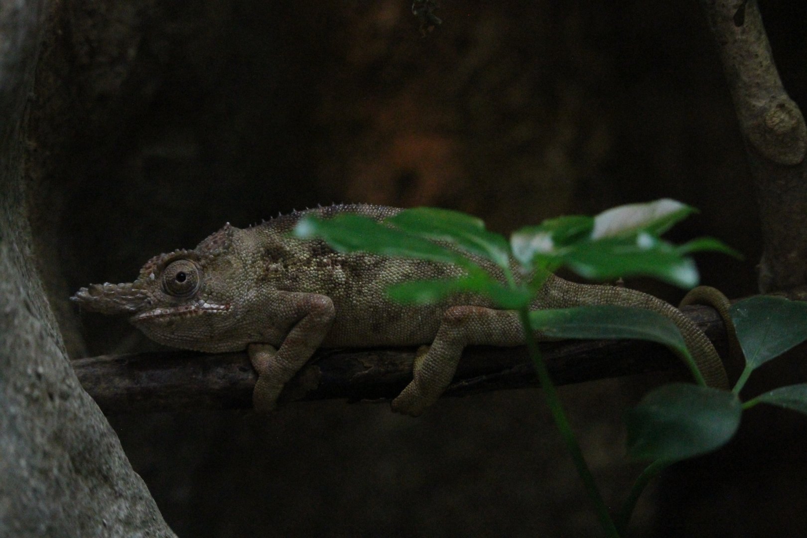 Minor’s Chameleon (Furcifer minor)
