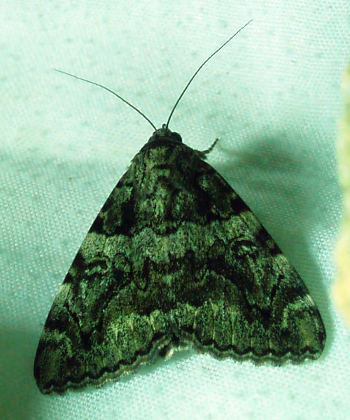 Minsmere Crimson Underwing (Catocala conjuncta)