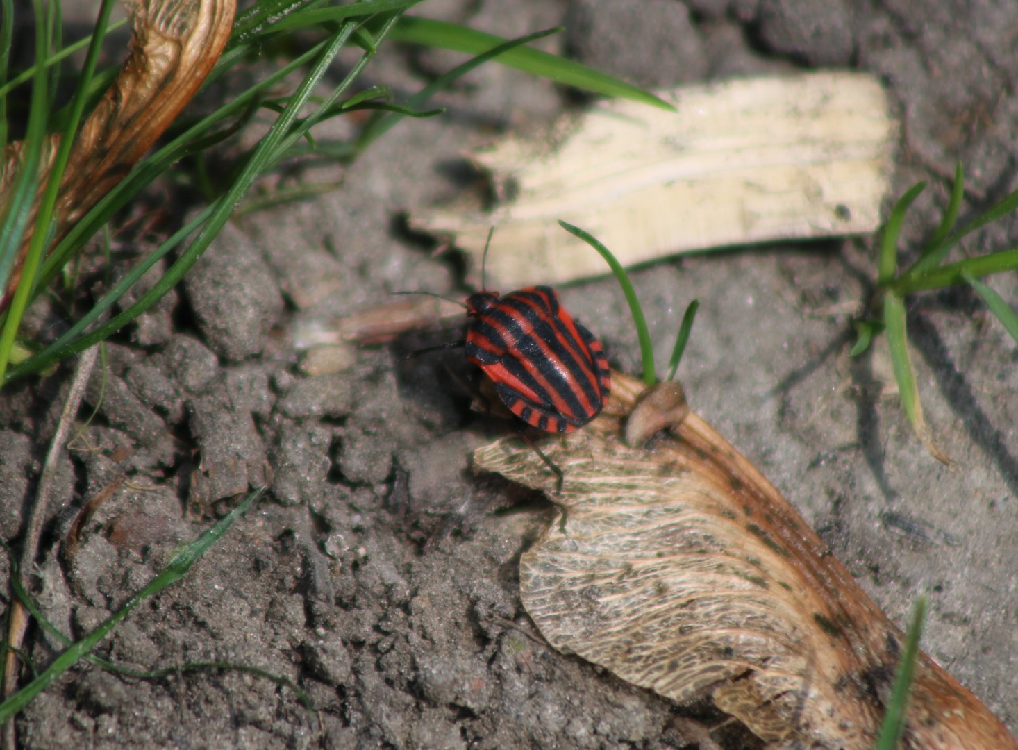 Minstrel bug - Graphosoma italicum