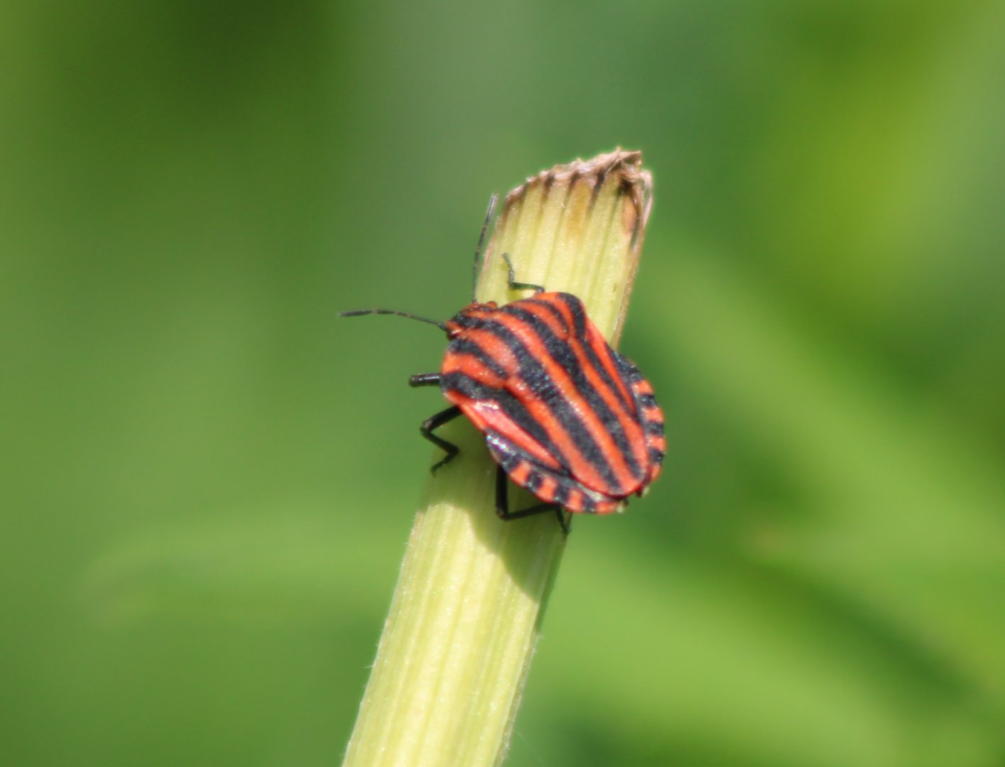 Minstrel bug - Graphosoma italicum