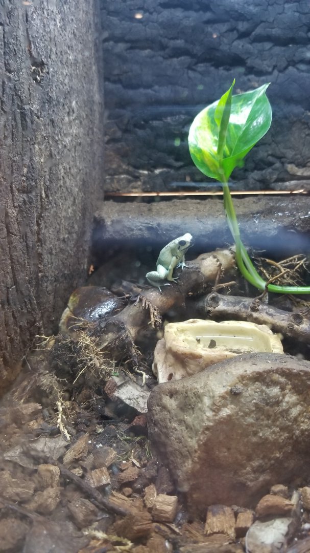Mint Dart Frog