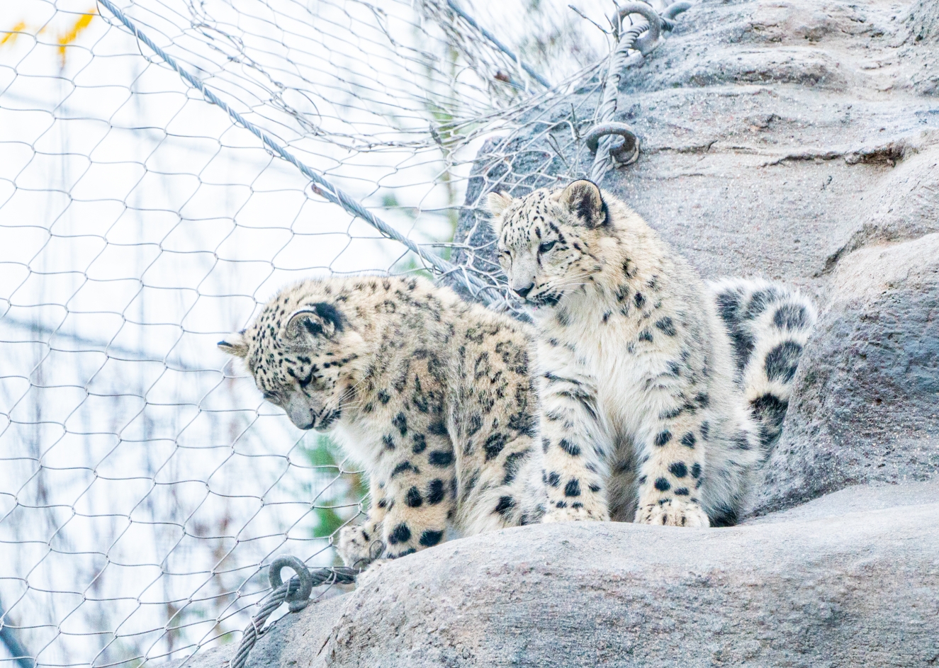 Minu & Zoya the Snow Leopards sisters