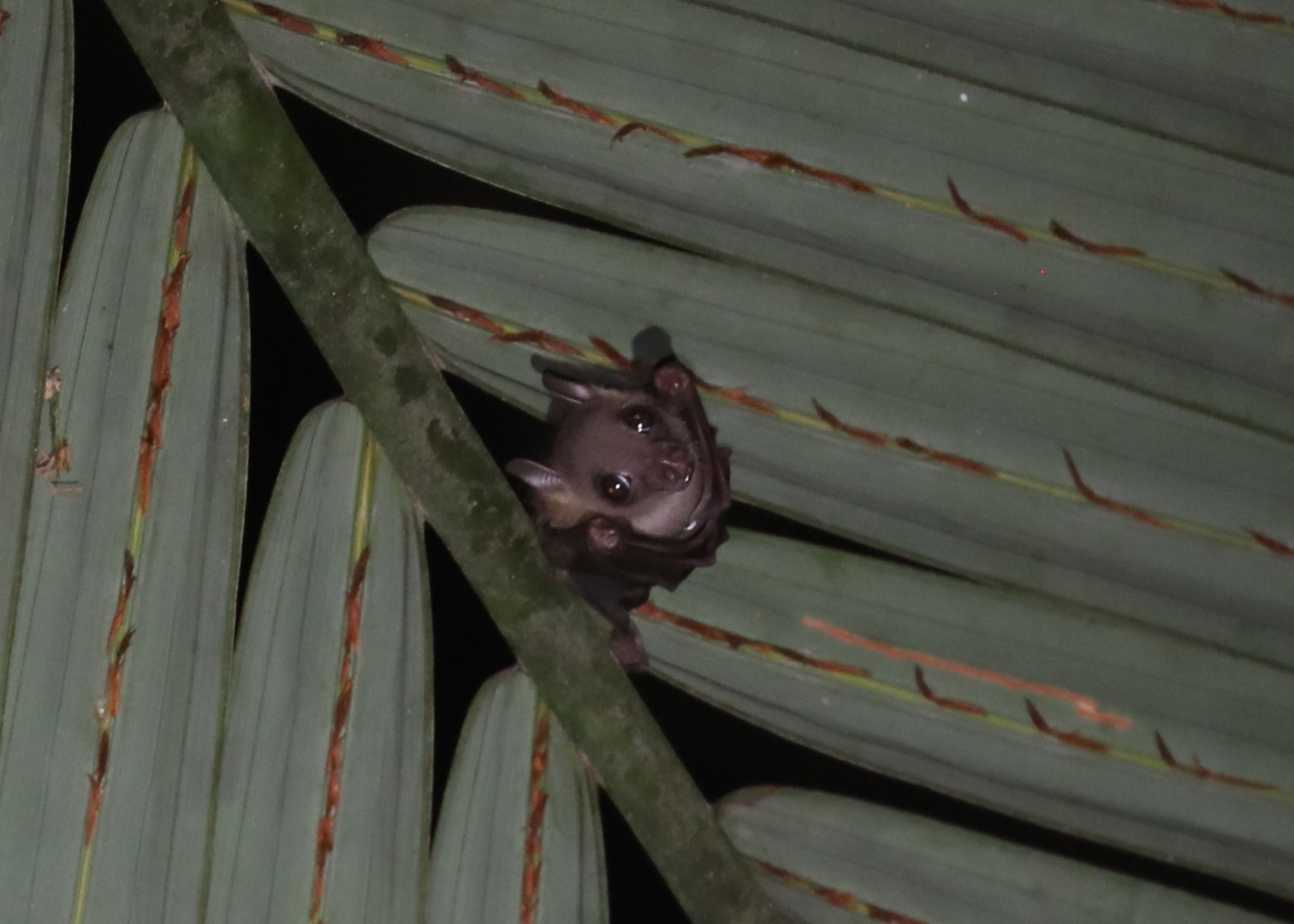 minute fruit bat (Cynopterus minutus)