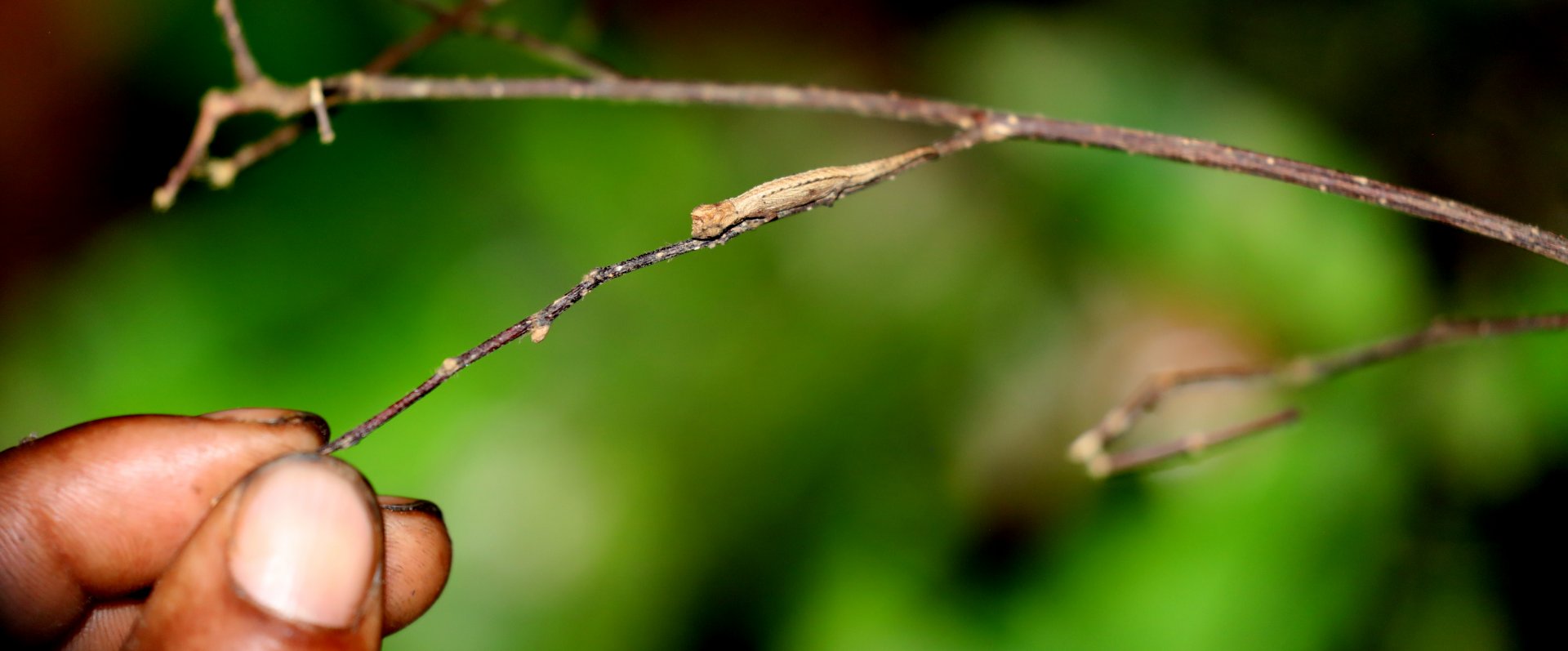minute leaf chameleon (Brookesia minima)