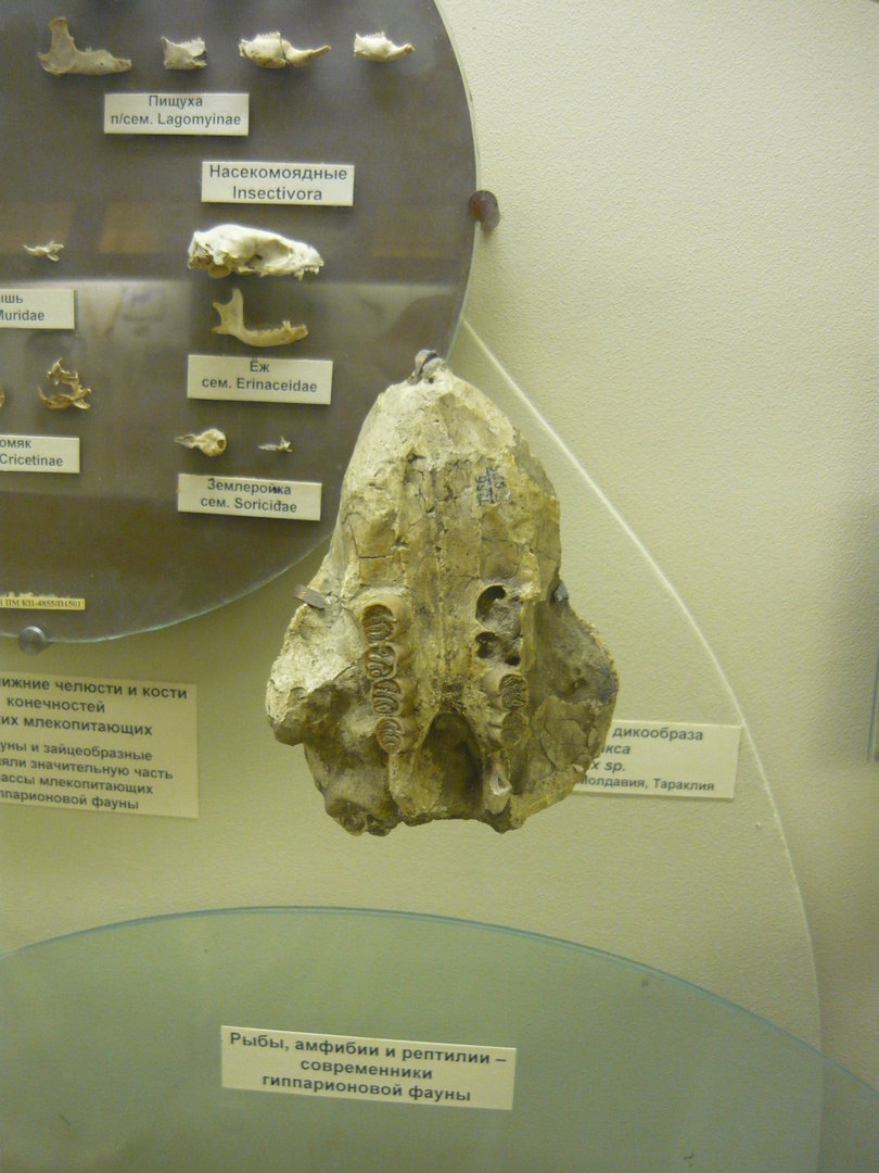Miocene porcupine skull