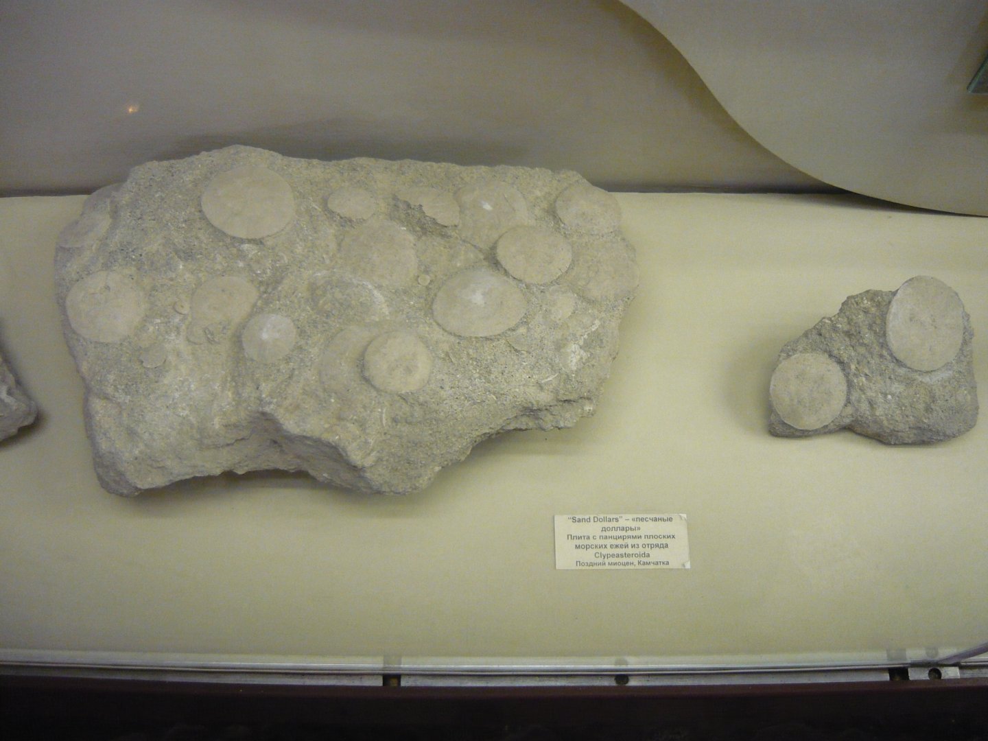 Miocene sand dollars