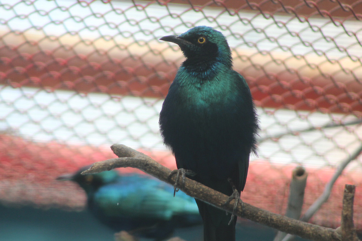 Miombo blue-eared starling (Lamprotornis elisabeth)
