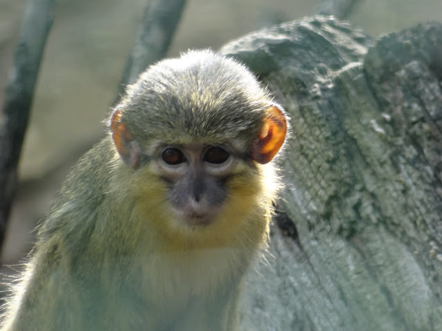 Miopithecus ogouensis