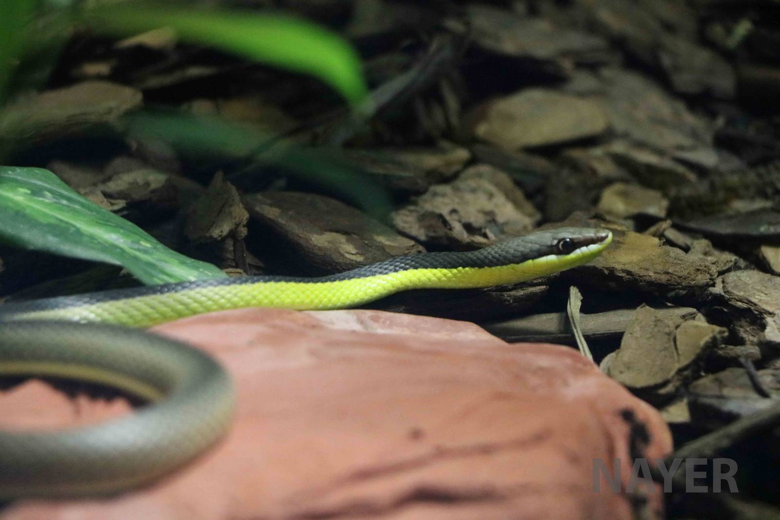 Miranda green racer - Instituto Butantan, 2016