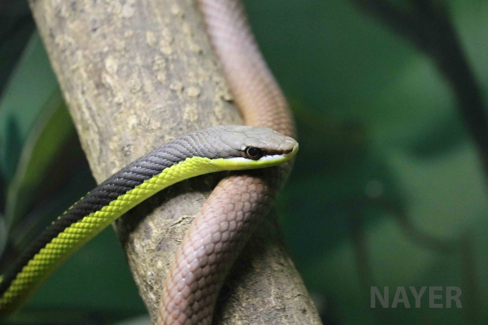 Miranda green racer - Instituto Butantan, April 2016