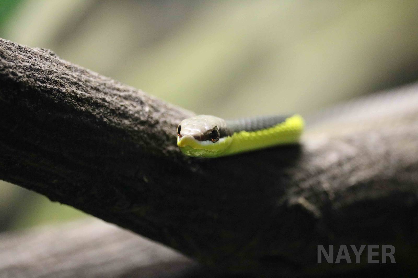Miranda green racer- Instituto Butantan, April 2016