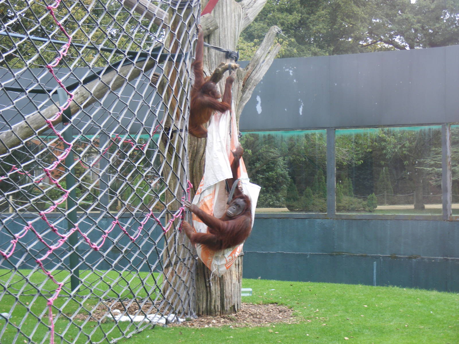 Miri and Maliku the orangutans at Twycross Zoo, 25 September 2009