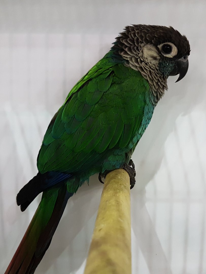 Miritaba pearly conure - Pyrrhura perlata coerulescens