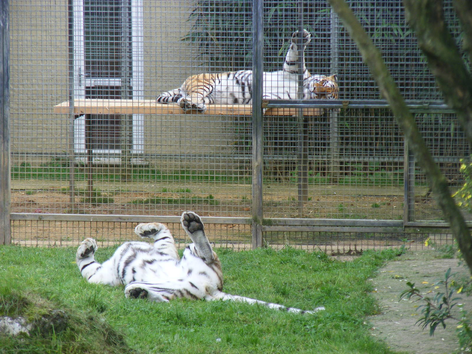 Mirko and Katinka the Amur tigers at Linton Zoo, 11 September 2010