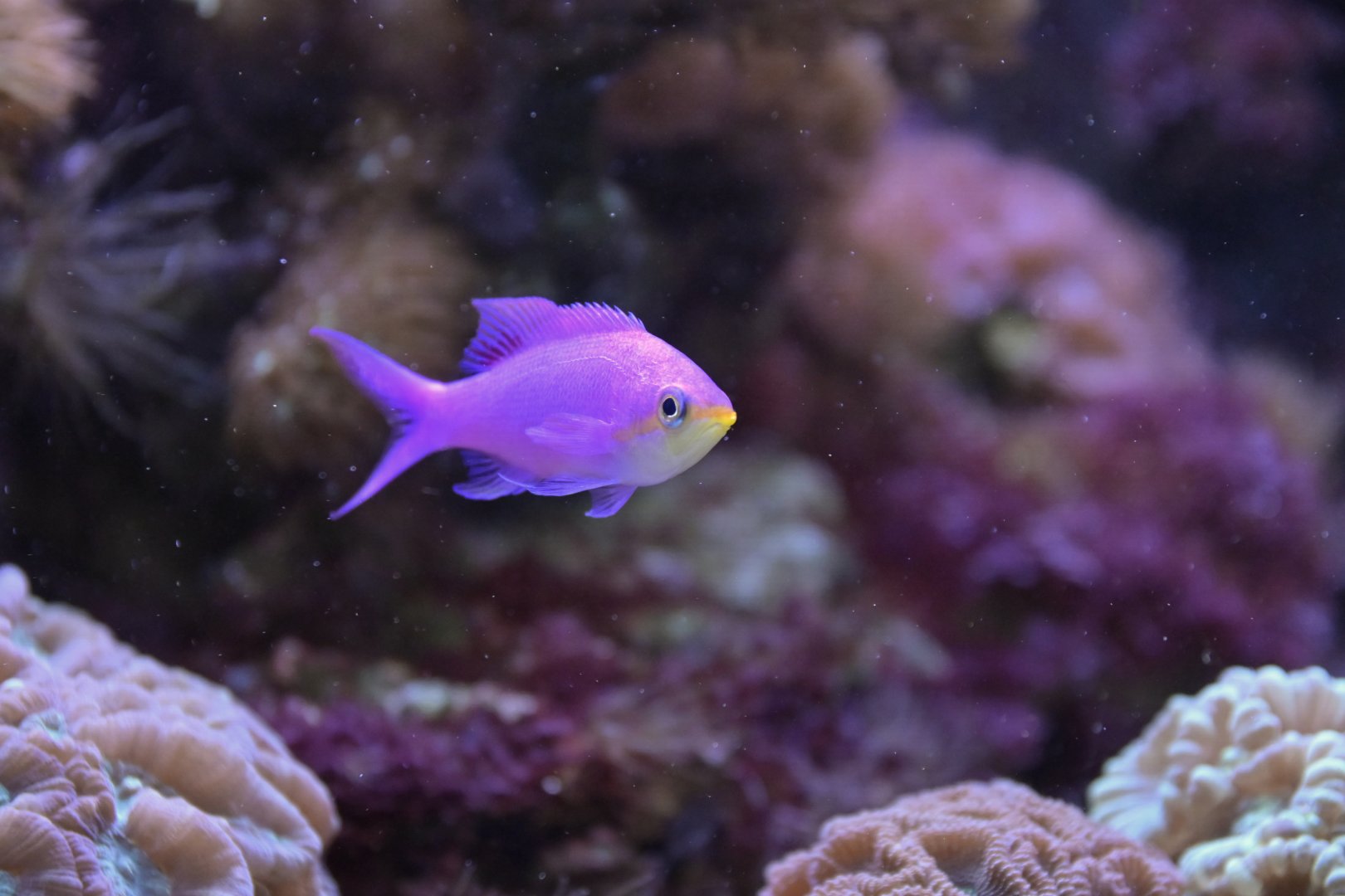 Mirolabrichthys tuka