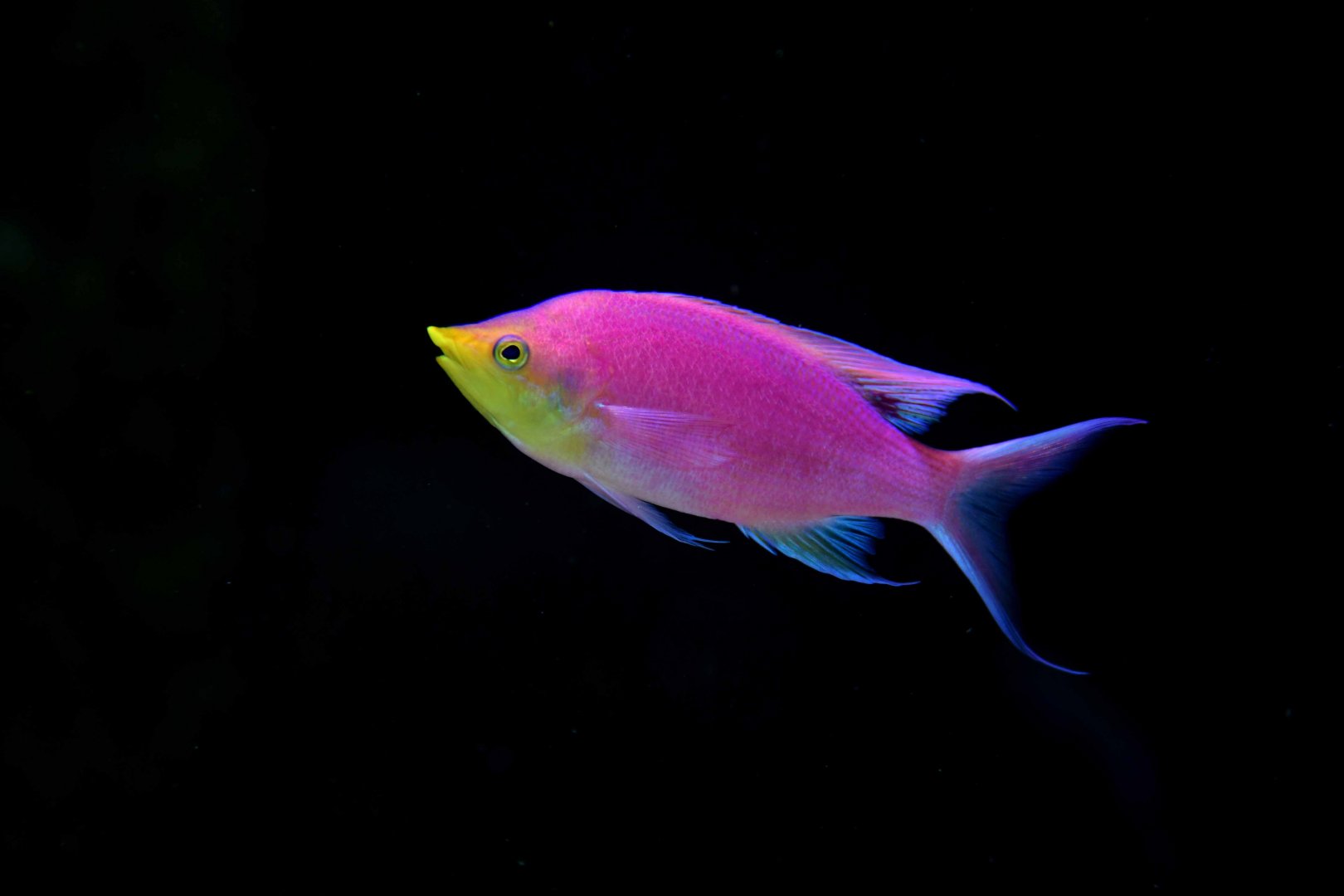 Mirolabrichthys tuka