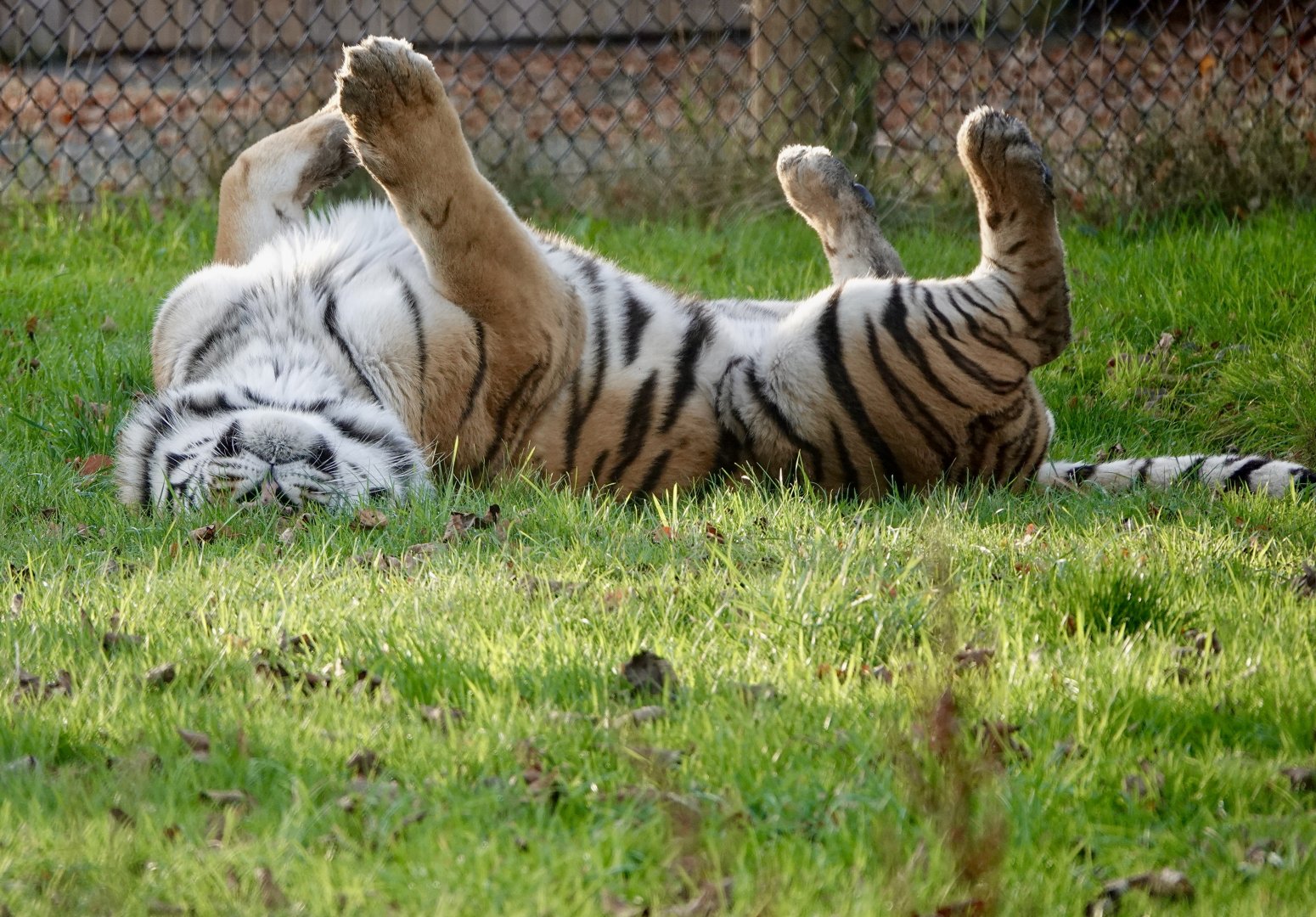 Miron - male Amur Tiger