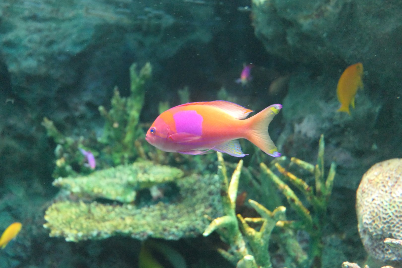 Mirror Anthias (Pseudanthias pleurotaenia)