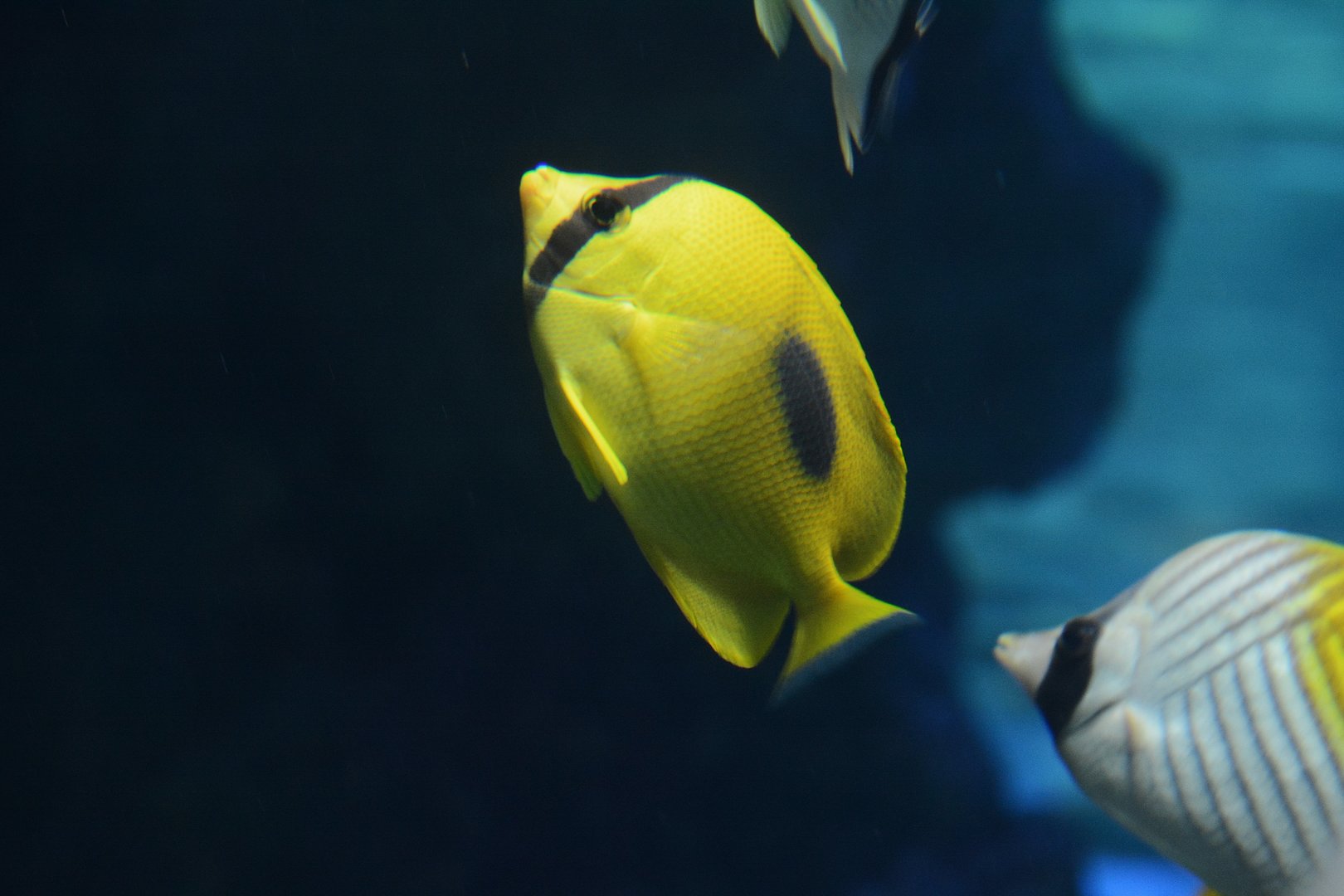 Mirror butterflyfish (Chaetodon speculum)