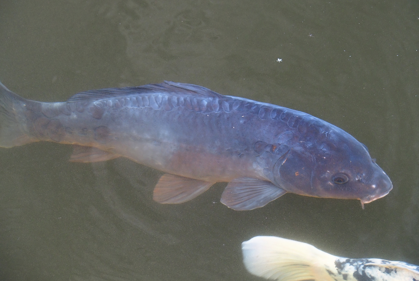 Mirror carp (Cyprinus carpio), 2023-08-17