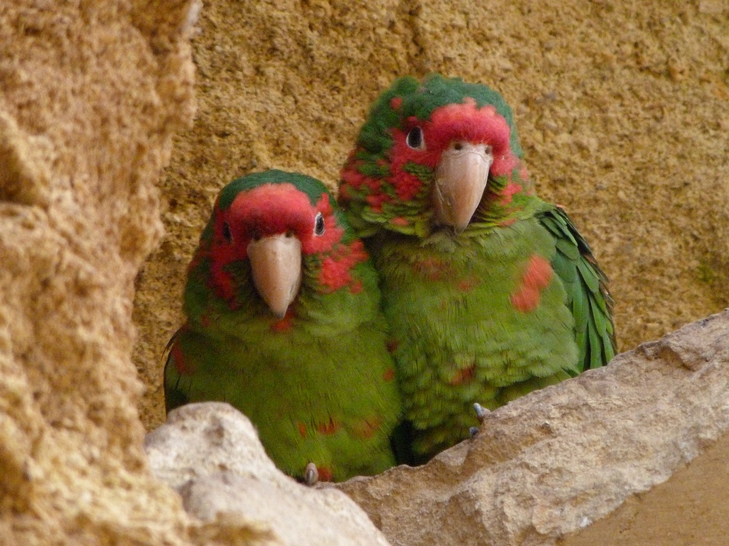 Mirted parakeets -Bioparc de Doué la Fontaine (2025)