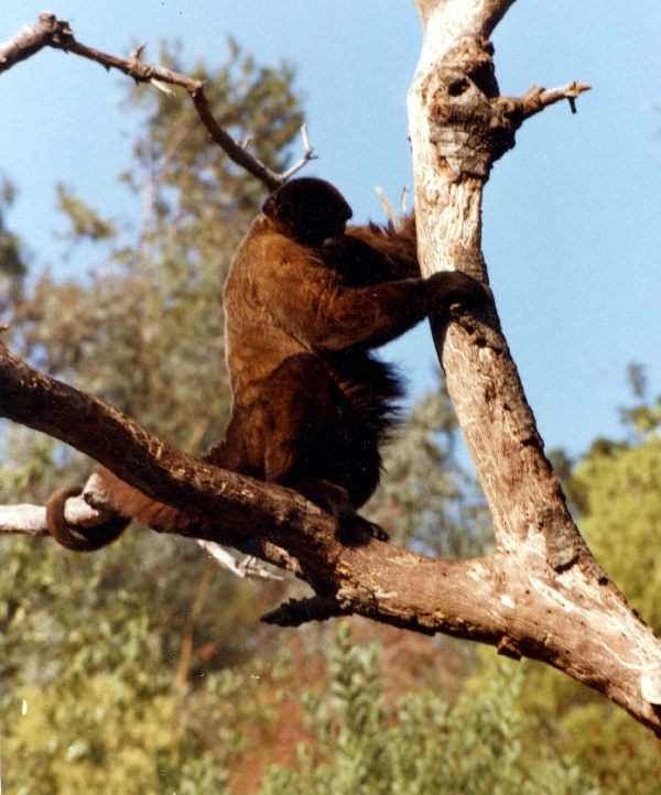 Misc exhibits in the 70's