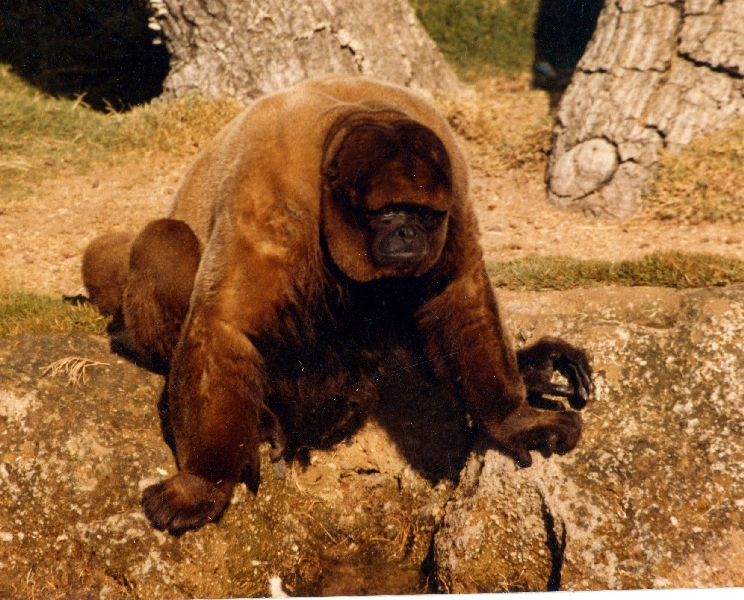 Misc exhibits in the 70's