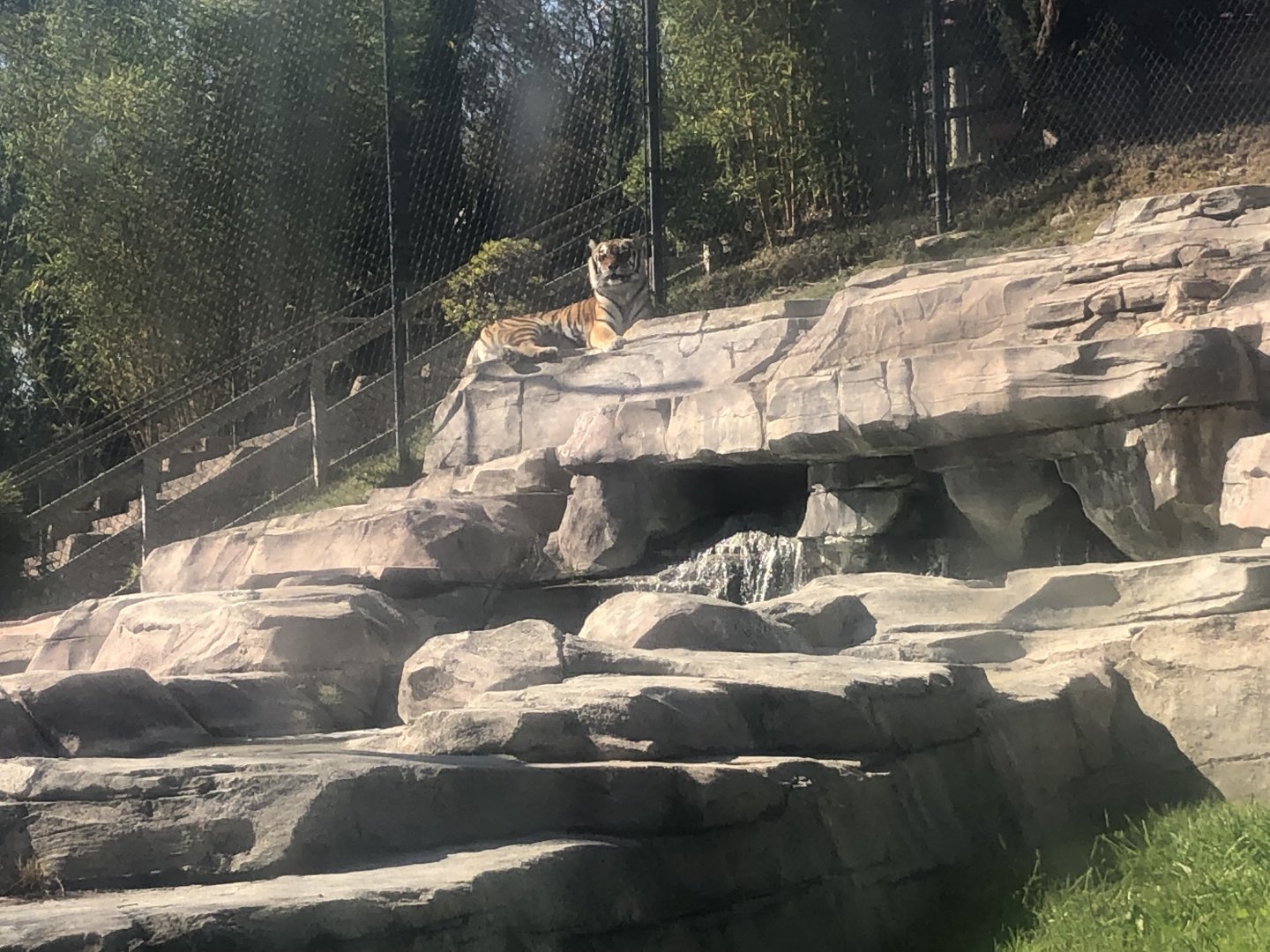 Mischa, Siberian tiger