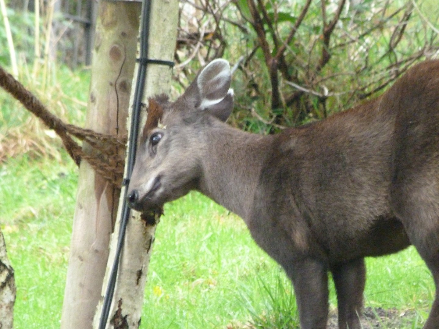 Mischie's tufted deer -Tierpark Berlin (2024)