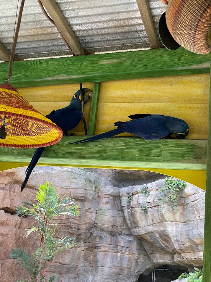 Mischievous Hyacinth Macaws