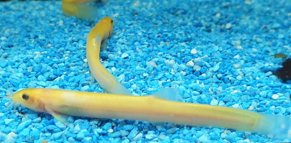 Misgurnus anguilicaudatus - albino