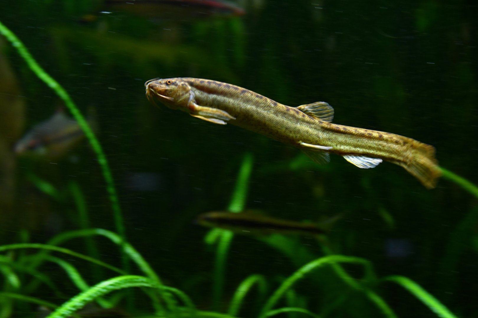 Misgurnus anguillicaudatus