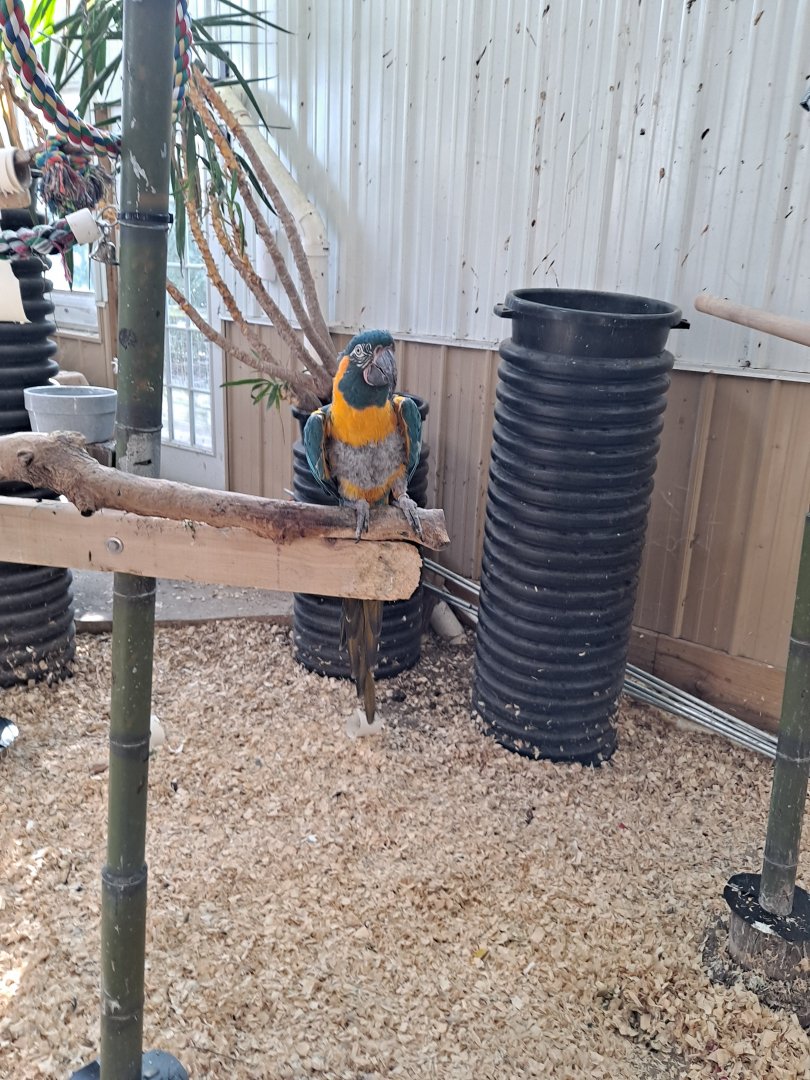Misha the Blue-Throated Macaw (1/25/25)