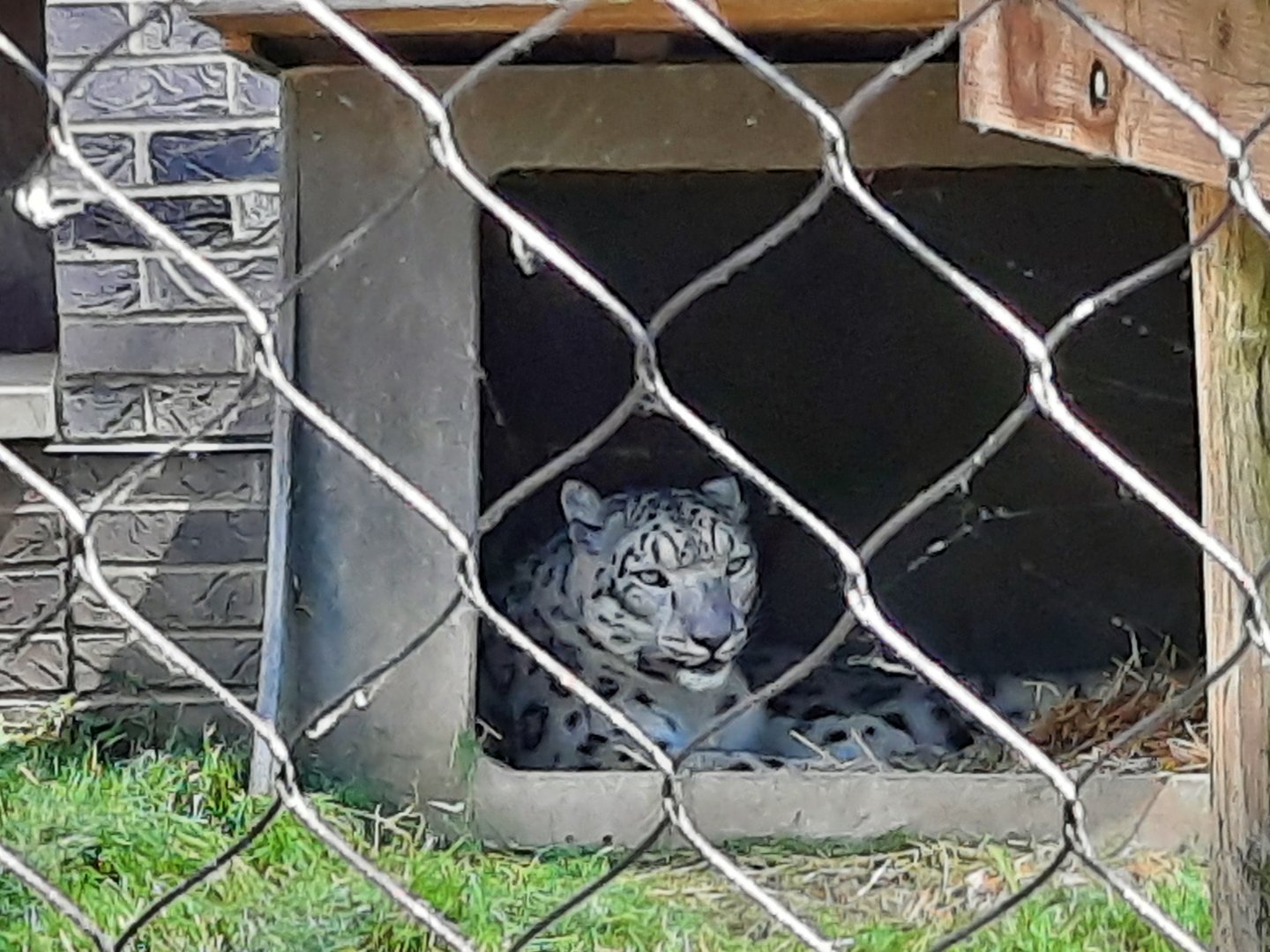 Misha the new Snow Leopard