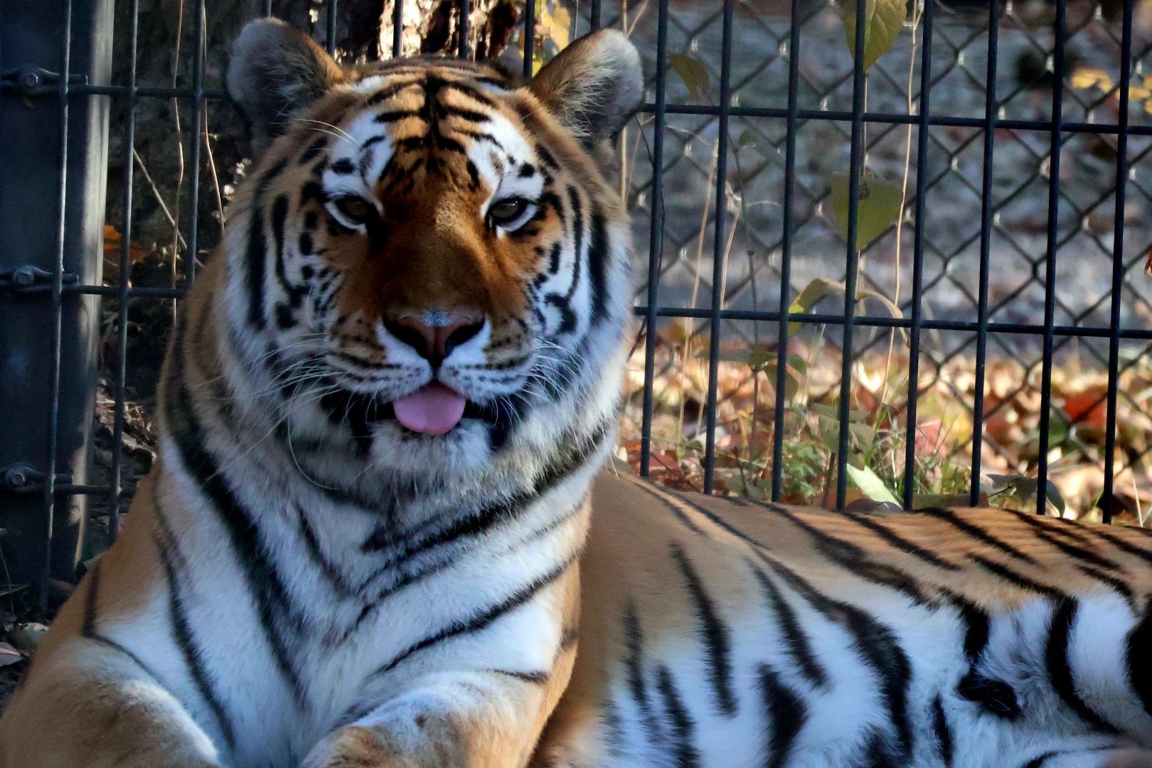 Misha the Siberian Tiger