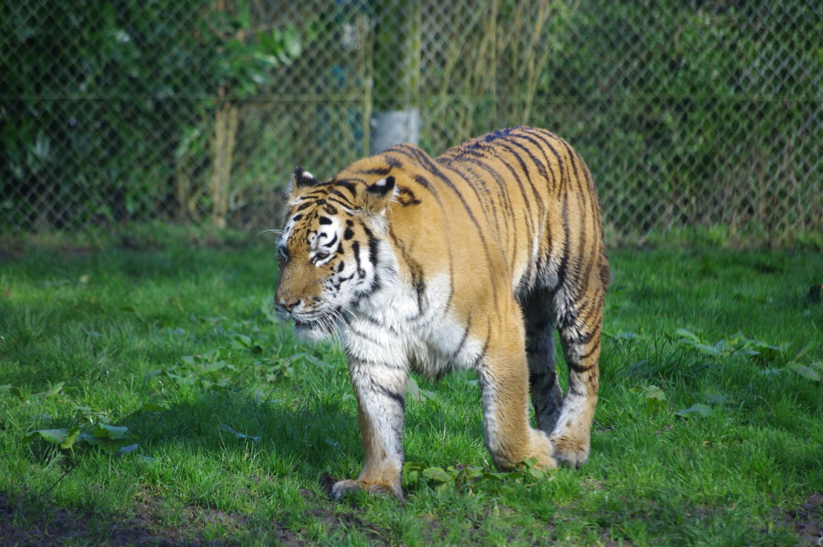 Mishka- Female Amur Tiger- 19/2/2024