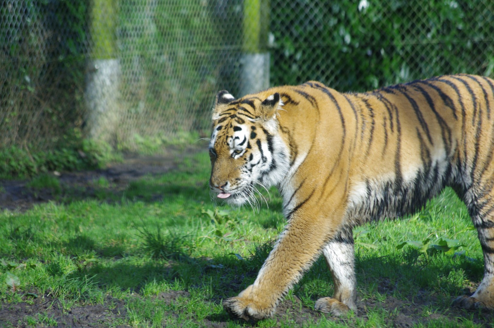 Mishka- Female Amur Tiger- 19/2/2024