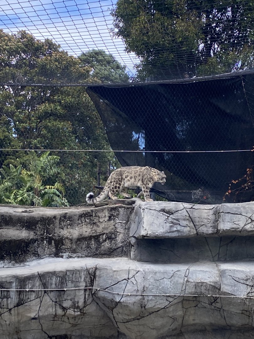 Mishka - Snow Leopard