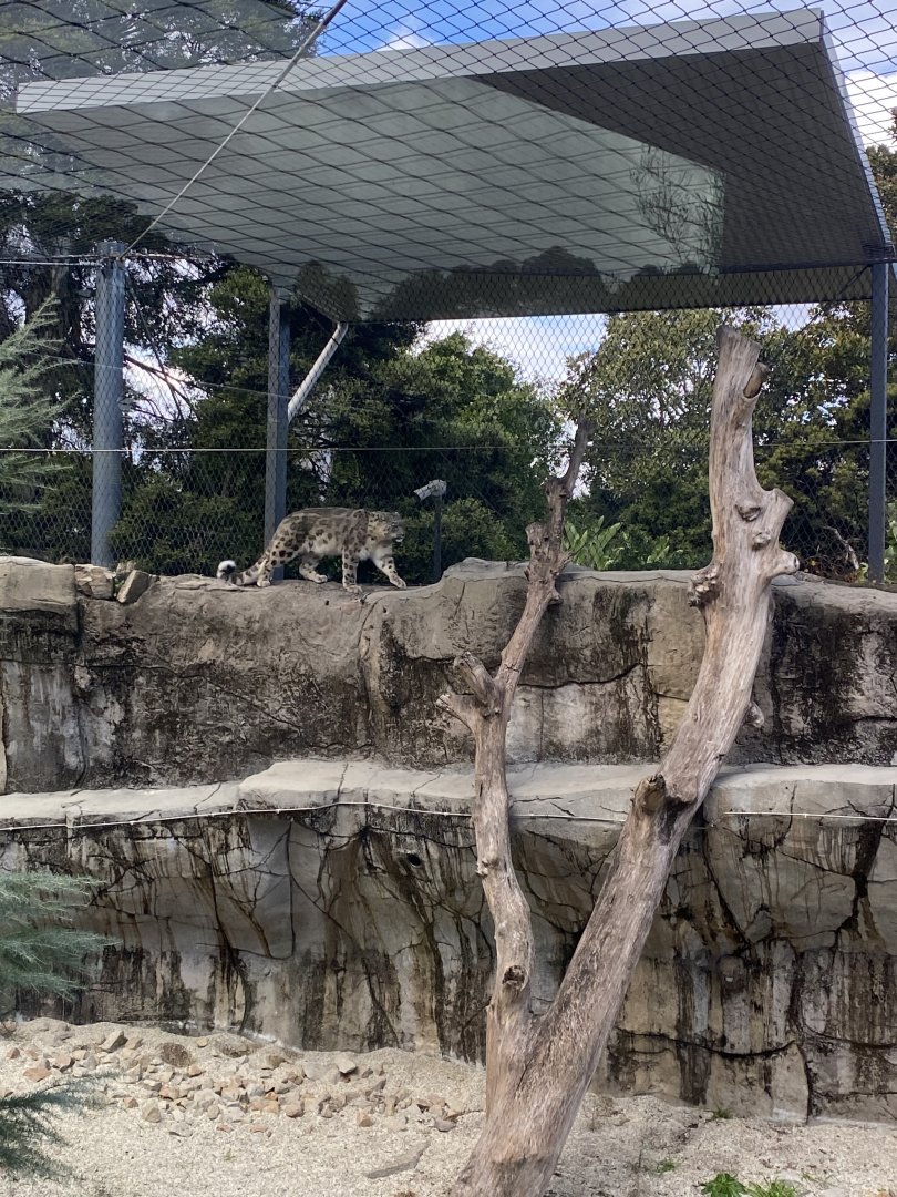 Mishka - Snow Leopard