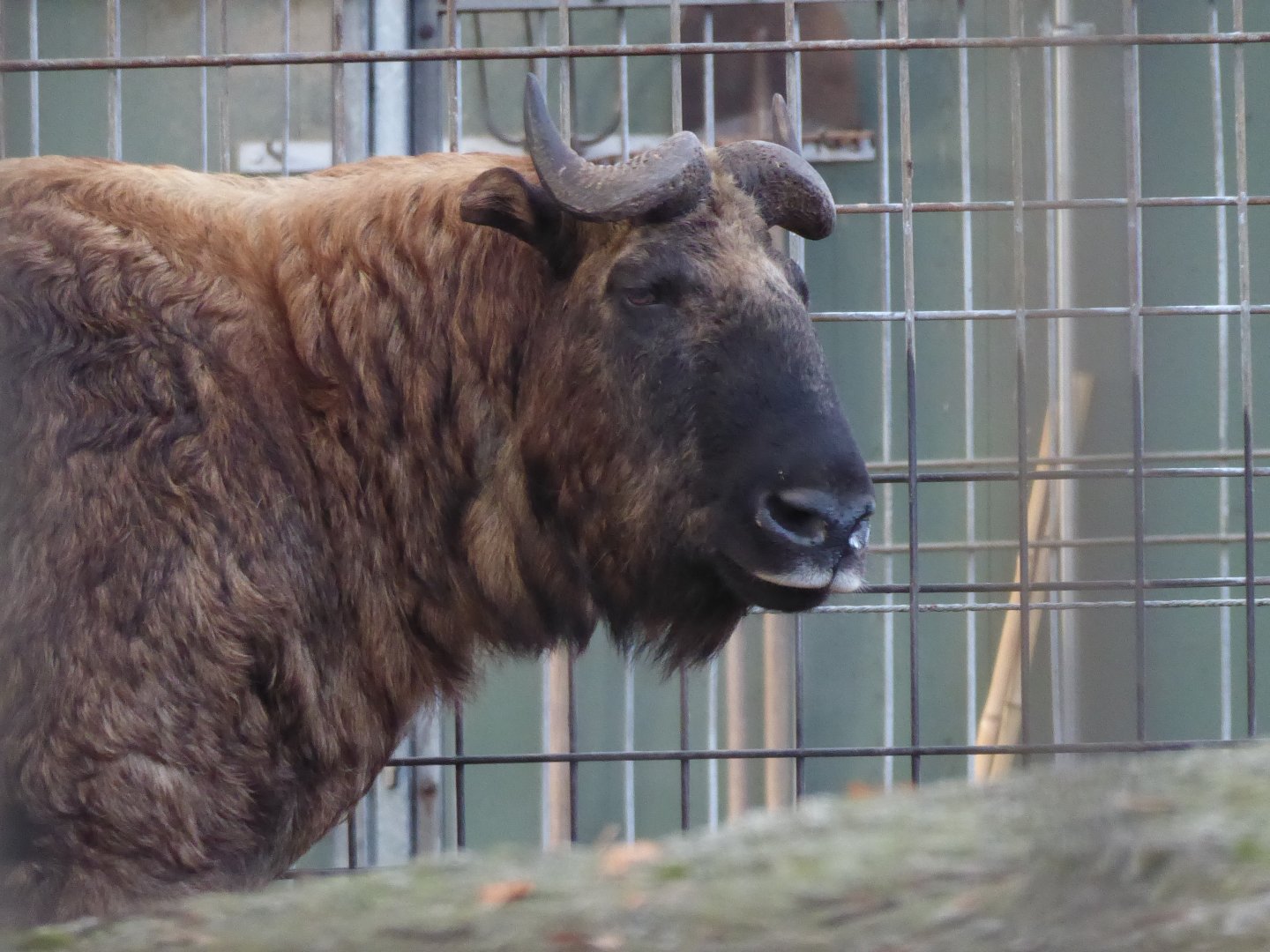 Mishmi takin 011218